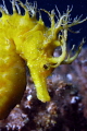   Seahorse resting croatia. croatia  